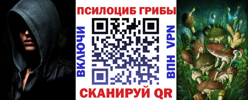 наркота  Судак  Псилоцибиновые грибы Psilocybe 